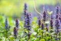 Blue bugle Ajuga reptans, blue flowering plants in the morning